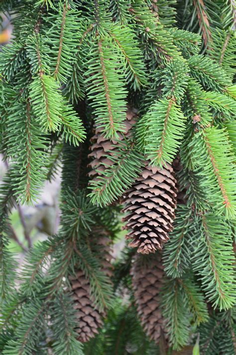 do norway spruce produce cones